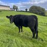 Aberdeen Angus Cows Image 7