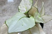 Plant  Chinese Evergreen Aglaonema