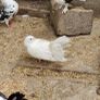 pigeons Image 7