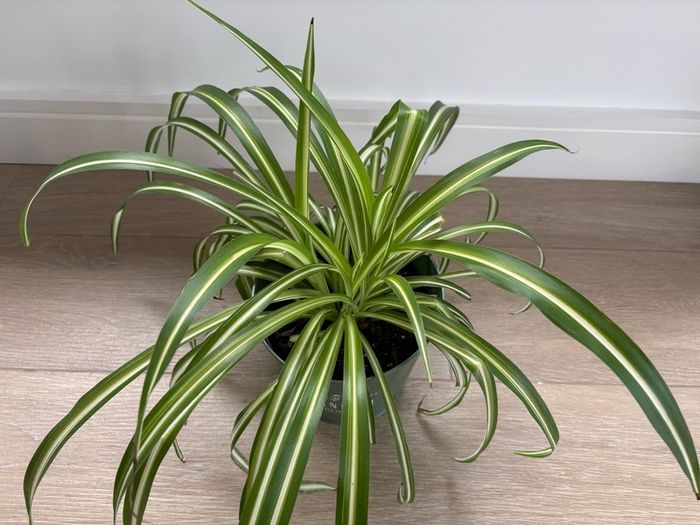 indoor plant