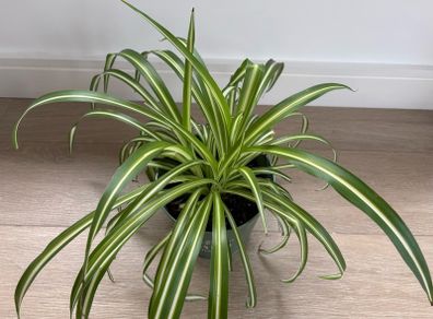 indoor plant