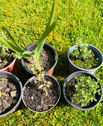 Grow Your Own! 8-Piece Plant & Shrub Set incl. Fresh Mint