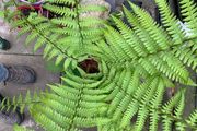 Fern Hardy Outdoor