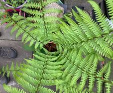 Fern Hardy Outdoor