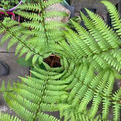 Fern Hardy Outdoor