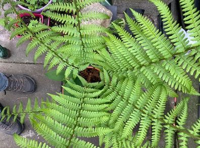Fern Hardy Outdoor