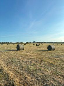 Hay for Sale