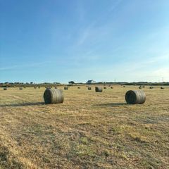 Hay for Sale