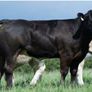 Bostonia Livestock Breeding Females Image 6