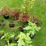 Plants Image 2