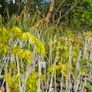 Wisteria Climbing Plants Image 2