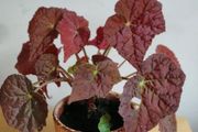 Begonia Autumn Embers in the ceramic pot