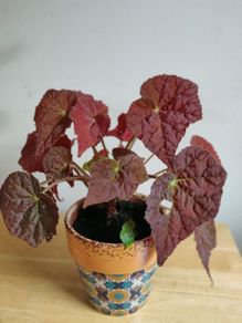 Begonia Autumn Embers in the ceramic pot