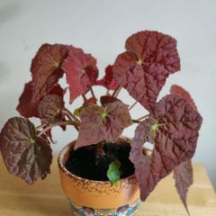 Begonia Autumn Embers in the ceramic pot