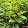 Rhododendron Plants Image 2