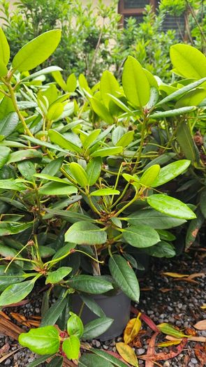 Rhododendron Plants