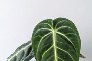 Anthurium Villenaorum Plant