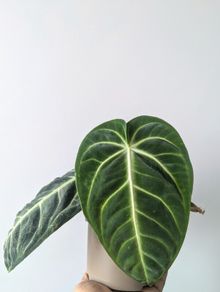 Anthurium Villenaorum Plant