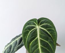 Anthurium Villenaorum Plant