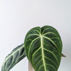 Anthurium Villenaorum Plant