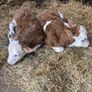 Pure bred 2yr old Simental/Fleckvieh bull Image 2