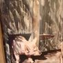 Large Harris Bacon Advertising Print Sign Image 4