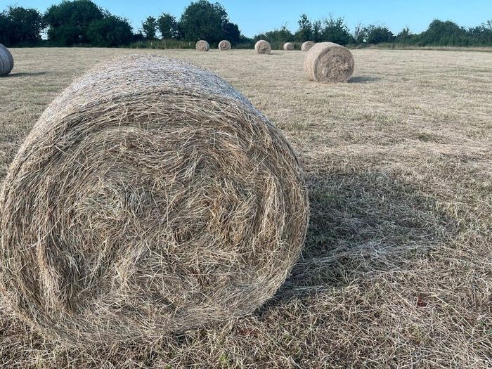 Hay