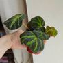 Begonia Solimutata Plant Image 2