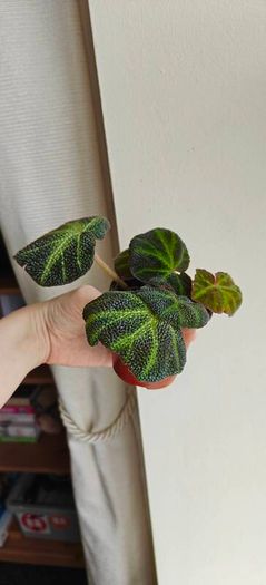 Begonia Solimutata Plant