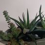 vintage planter plant arrangement in the ceramic pot Image 6