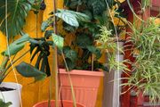 indoor plants