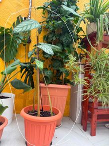 indoor plants