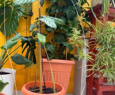 indoor plants
