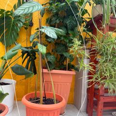 indoor plants