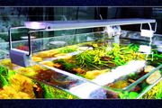 Fish Tank Lamp With Extendable Brackets