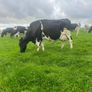 Milking cows Image 3