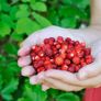 (S) Alpine Strawberry Rujana seeds 0.1g (123803) Image 2
