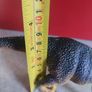 Vintage Green and Yellow T-Rex Tyrannosaurus Rex - Made in China Dinosaur Figure Image 3