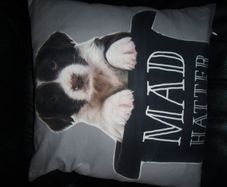 Cushion