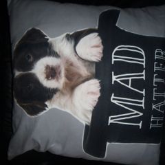 Cushion