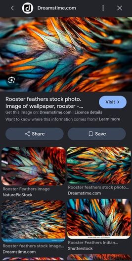 Rooster feathers (Vegetarian Vegan respectful animalcare)