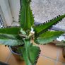 Kalanchoe Daigremontia. Mother of thousands young plant Image 9