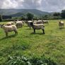 Hogget Ewes Image 3