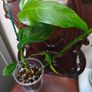 Philodendron Mottled Dragon Image 3