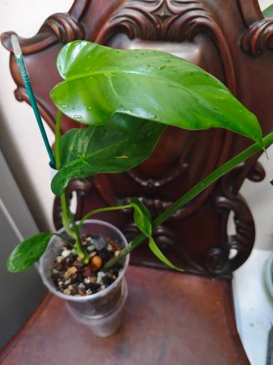 Philodendron Mottled Dragon
