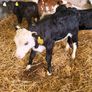 Heifer calves for sale Image 10