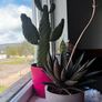 cactus Image 2