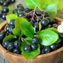 Aronia Plants Image 2