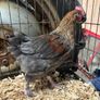 Blue Copper Marren Roosters Image 6