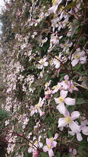 Clematis "Montana Rubens" Plant